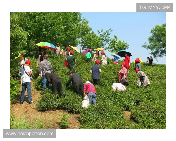 MK体育地址平台安全可靠入口地址汇总为用户提供稳定的体育直播观看环境
